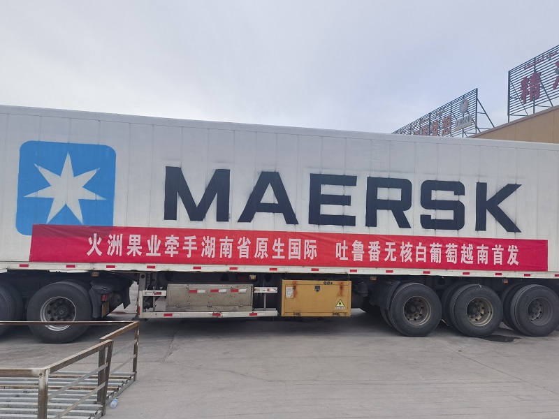 “品牌出海”邁上新臺(tái)階丨湖南糧油集團(tuán) “芙蓉”牌吐魯番無核白葡萄首發(fā)越南